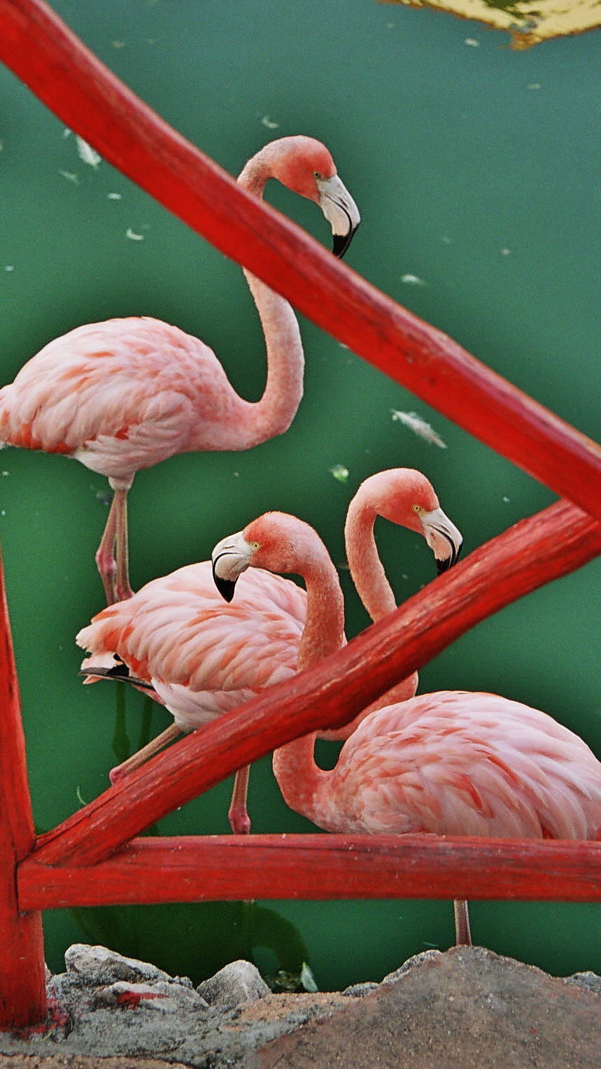 FLAMINGO CHAT