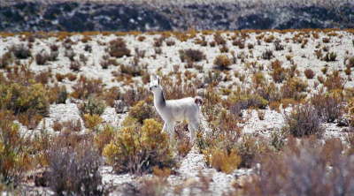 db_Argentinien Kleines Lama in Anden1