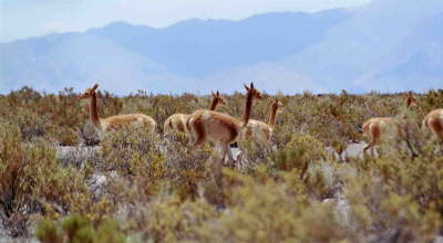 db_Argentinien Lamas in Anden1